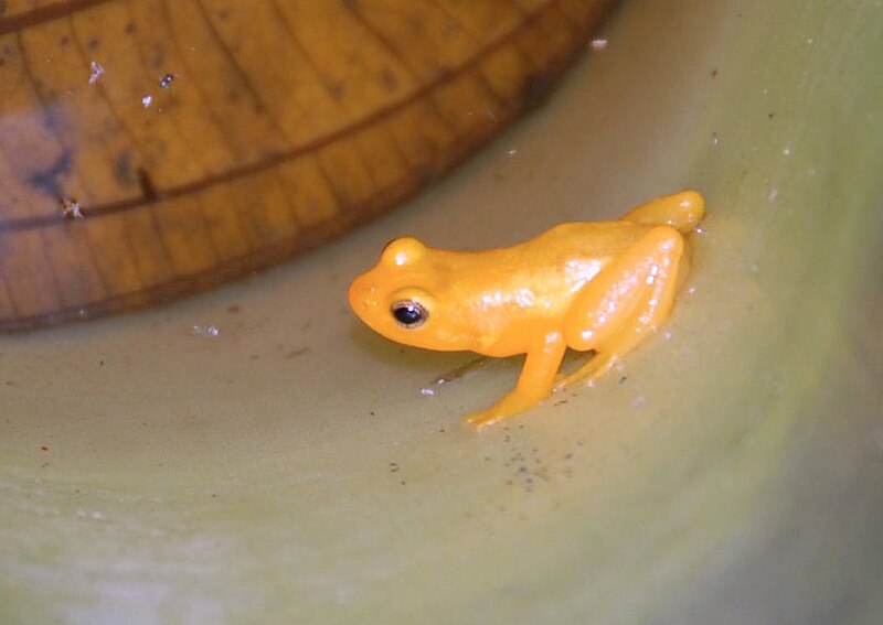 800px-Golden_frog_Kaieteur_%282%29.jpg