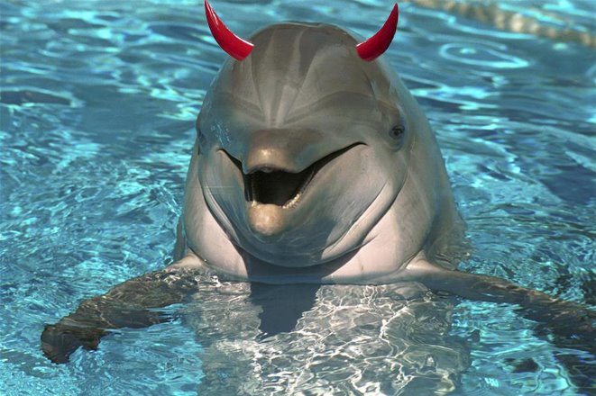 dolphin-med.jpg