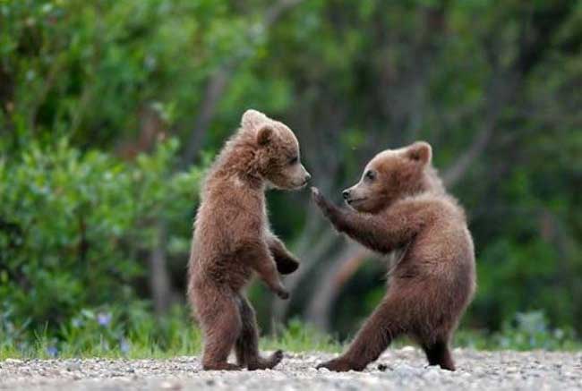 cute-baby-bear-fight.jpg