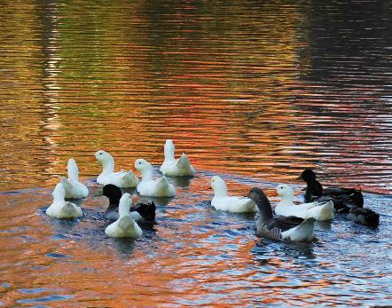 ducks-on-pond1.jpg