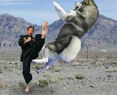 kick-dog.jpg