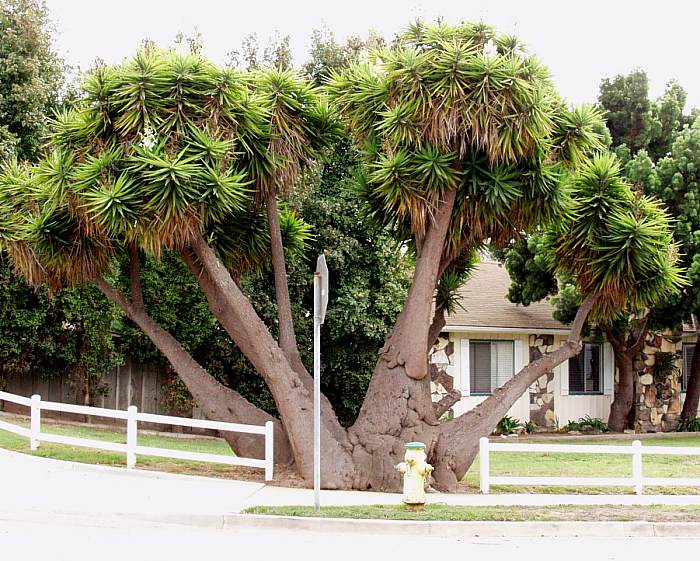 yucca_elephantipes1.jpg